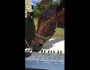 ピアノを演奏する馬が！なんだか癒やされる！！